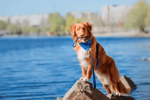 Nova Scotia Duck Tolling Retriever