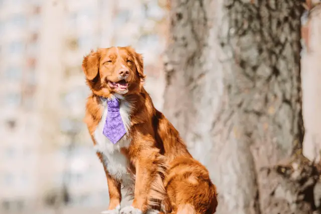 Nova Scotia Duck Tolling Retriever