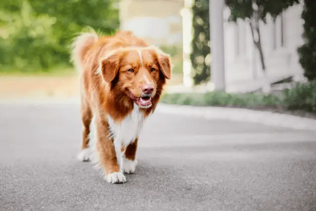 Nova Scotia Duck Tolling Retriever