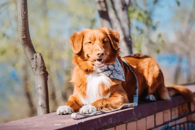 Nova Scotia Duck Tolling Retriever