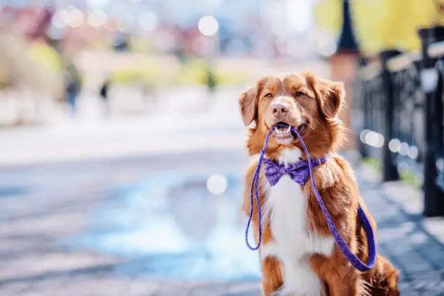 Nova Scotia Duck Tolling Retriever