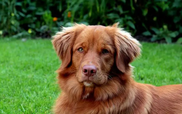 nova-scotia-duck-tolling-retriever adult