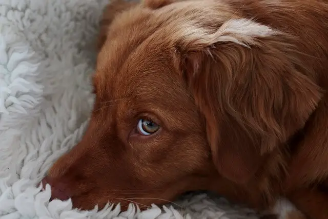 nova-scotia-duck-tolling-retriever on bed