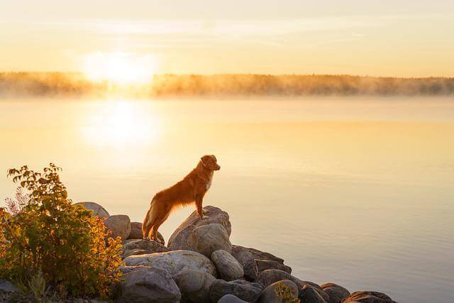 nova-scotia-duck-tolling-retriever-sunset