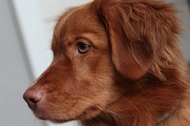 nova-scotia-duck-tolling-retrievers whiskers