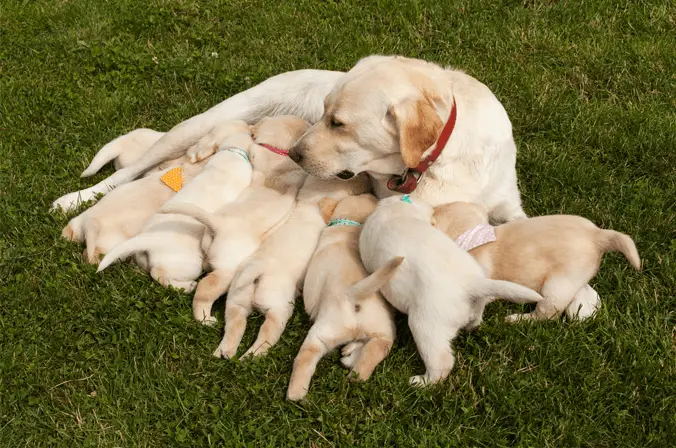 Nursing Dog