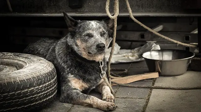 old australian cattle dog