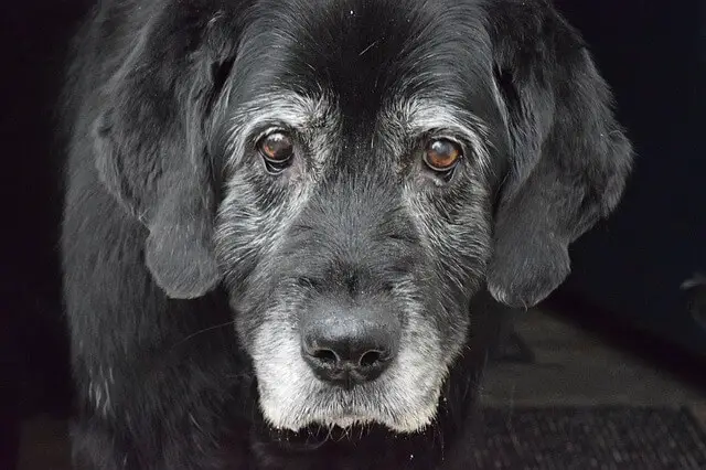 old black dog