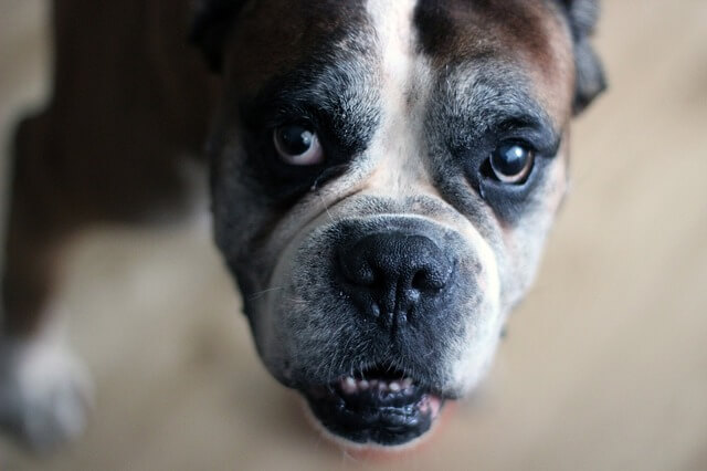 old boxer