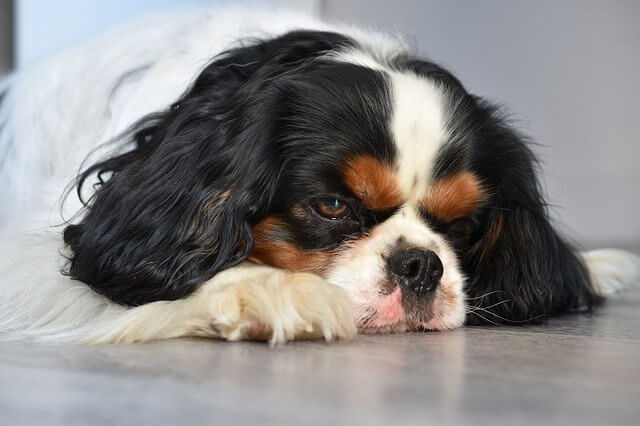 old cavalier on floor