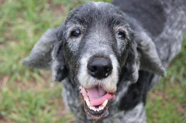 old cocker spaniel