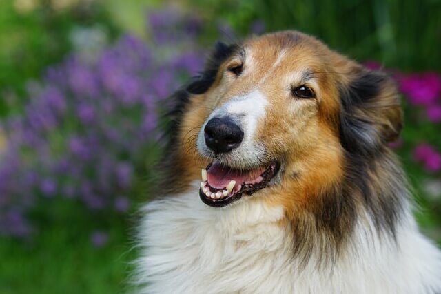 old collie