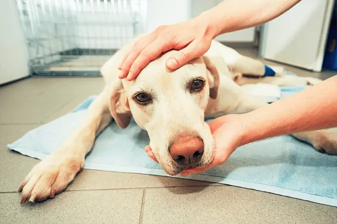 old dog at vet