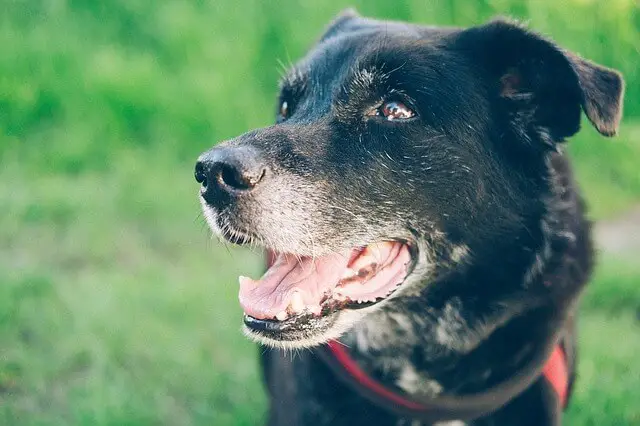 perro viejo en el parque