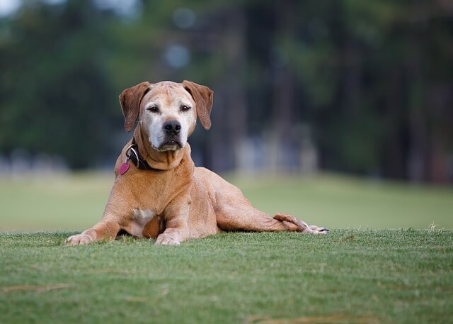 old dog in park