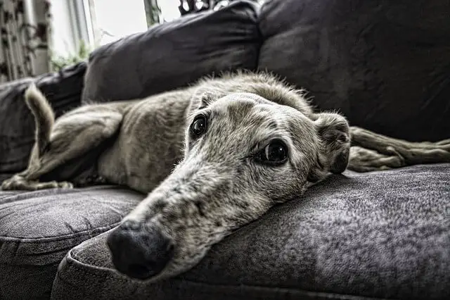 old dog laying on sofa