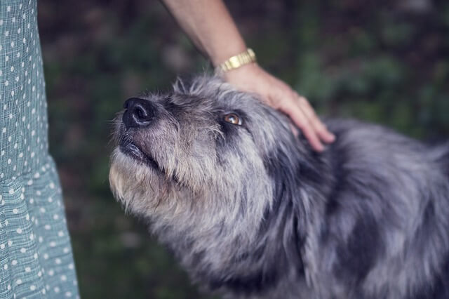 old dog with owner