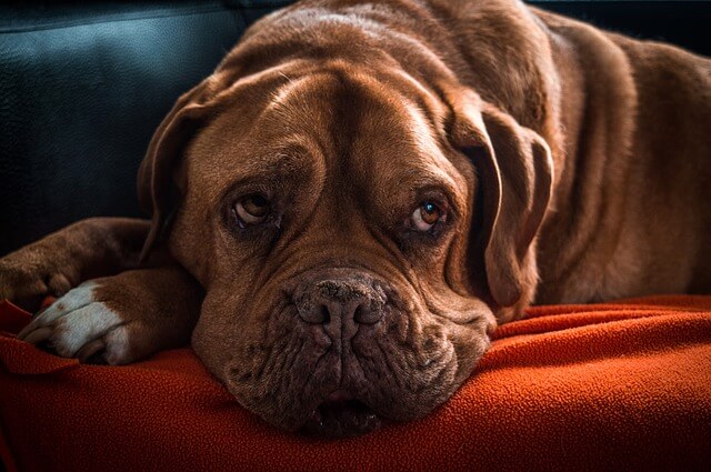 old dogue