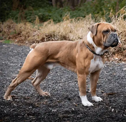 old english bulldogge