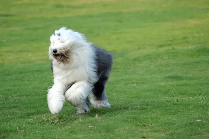 Old English Sheepdog