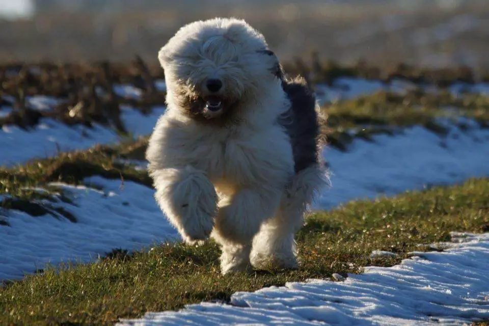 old english sheepdog