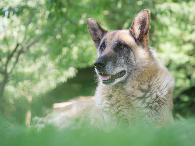 old german shepherd