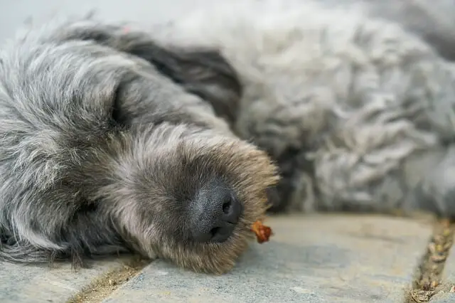 old grey dog sleeping