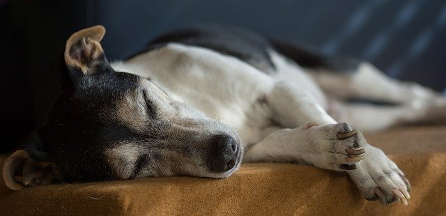 old jack russell terrier