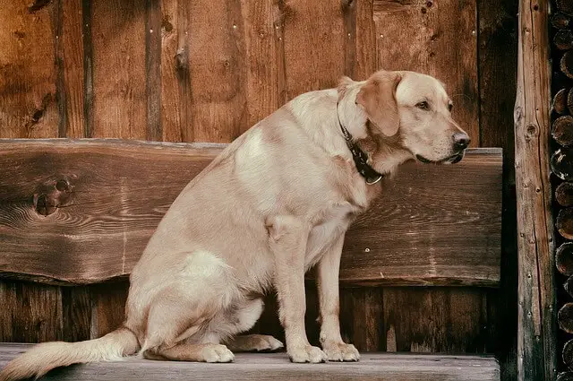 old labrador on bench
