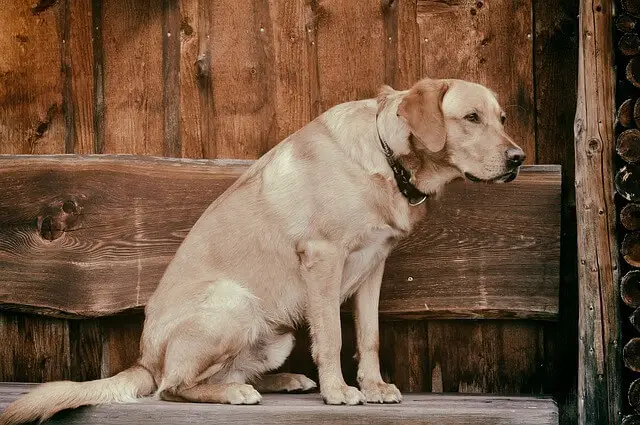 stari labrador