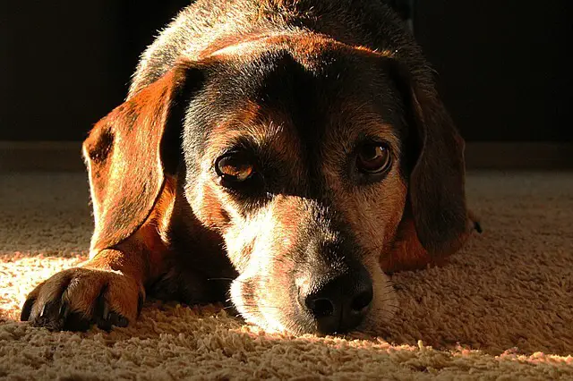 cachorro viejo tendido