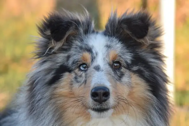 old sheltie