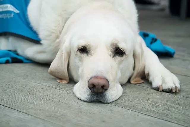 stari bolesni labrador