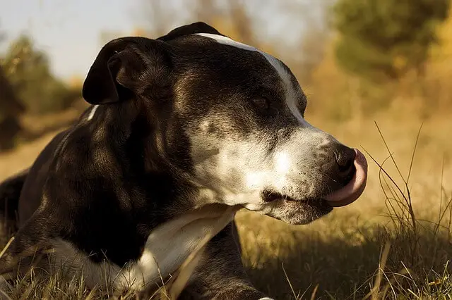 old staffie outside