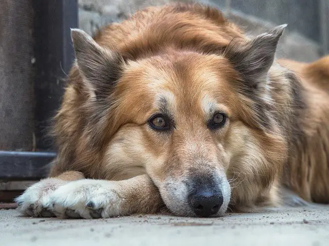 old worried dog