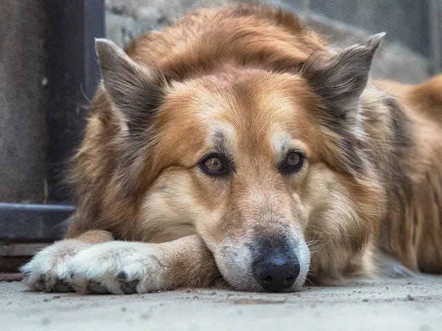 viejo perro preocupado