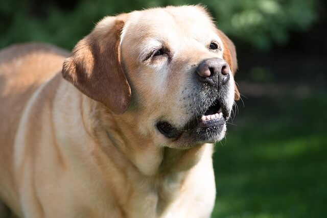 old yellow lab