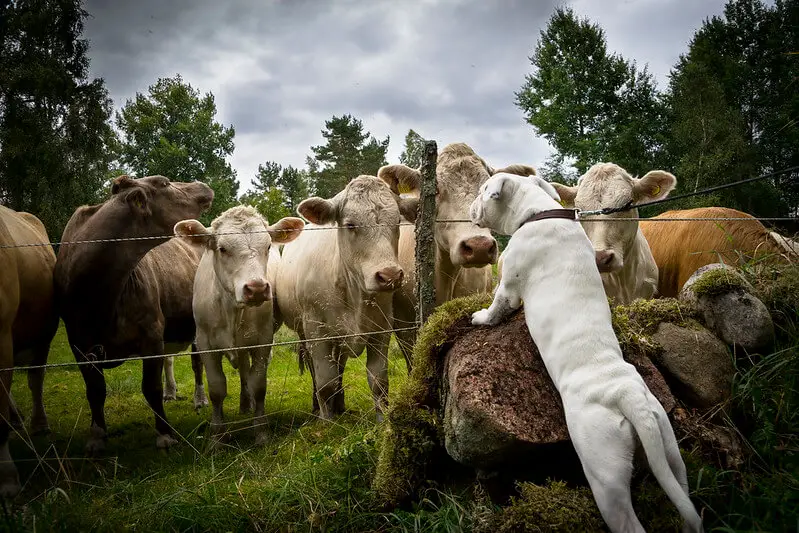 Olde English Bulldogge and cows