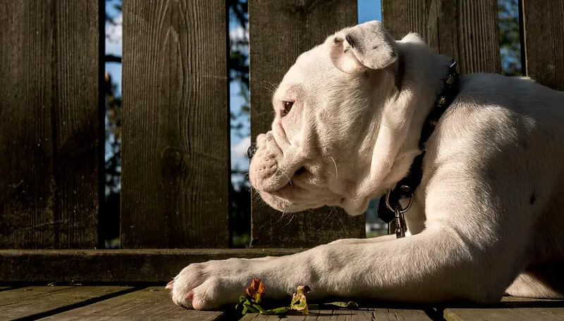 Olde English Bulldogge in sun