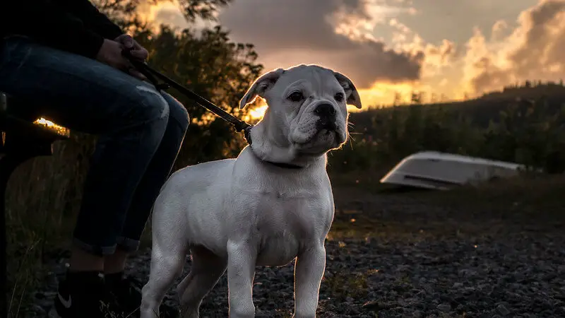 Olde English Bulldogge on a leash