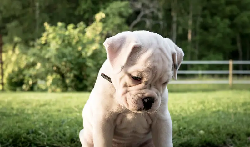 Olde English Bulldogge Cachorro