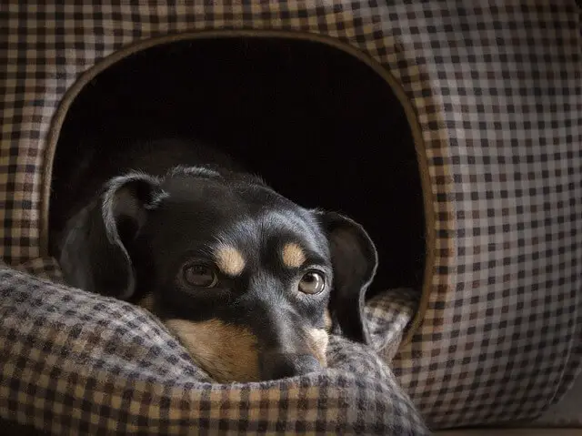 older dog in dog house