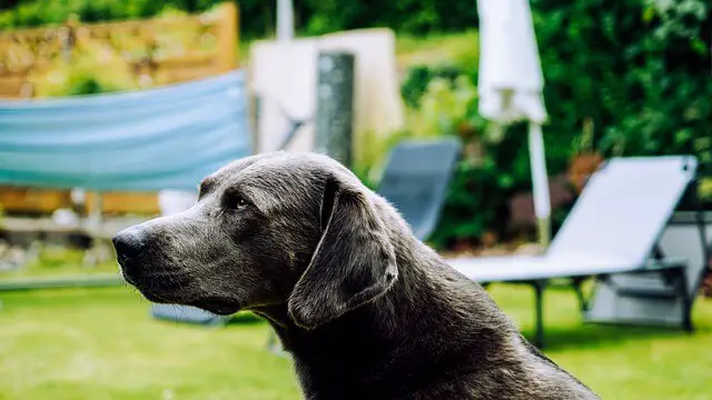 older dog in the yard