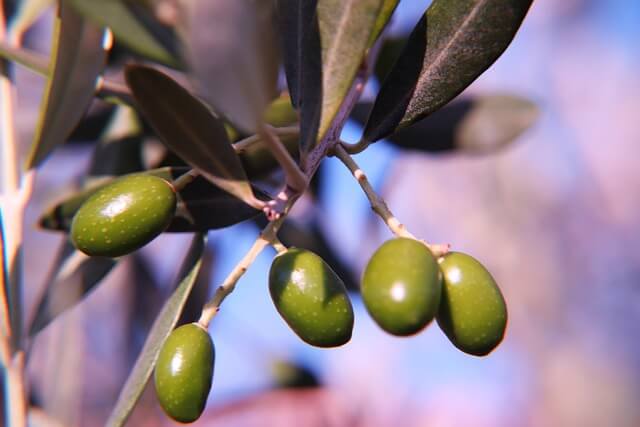 aceitunas en una rama