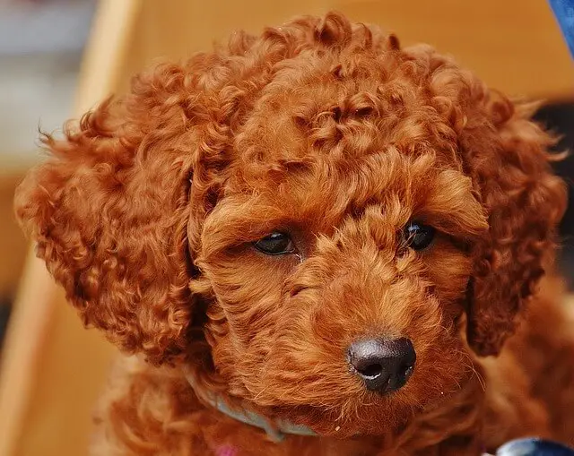 orange toy poodle