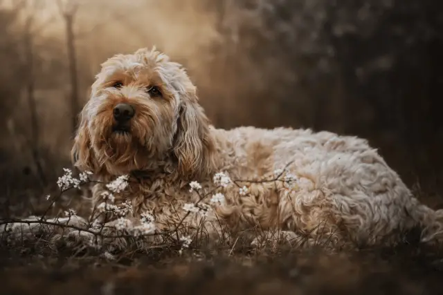 Otterhound