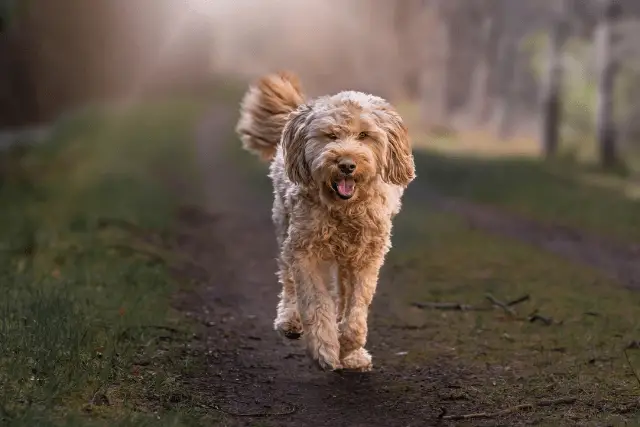 Otterhound