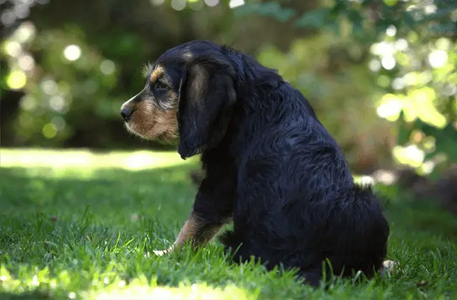 otterhound puppy