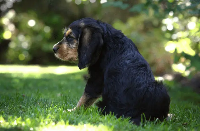 otterhound