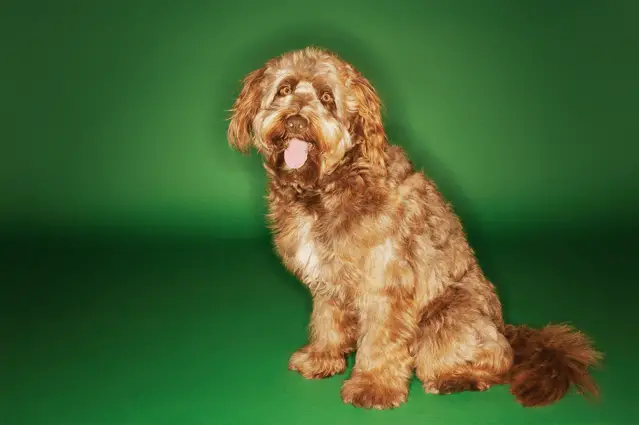 otterhound sitting